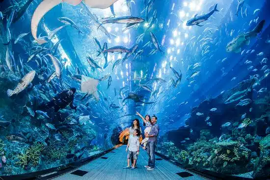 5 Tempat Wisata Edukasi Dubai - Education Republic Underwater Zoo - Education Republic