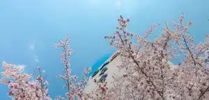 Woosong University: Rankings, Fees & Courses Details 2025–2026 - Education Republic Woosong University Admission 2026 Korea - Education Republic